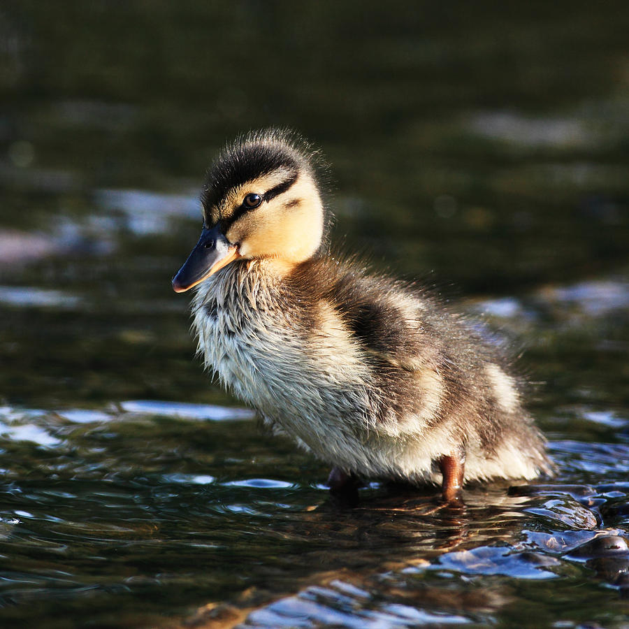 Duckling Photograph by Grant Glendinning