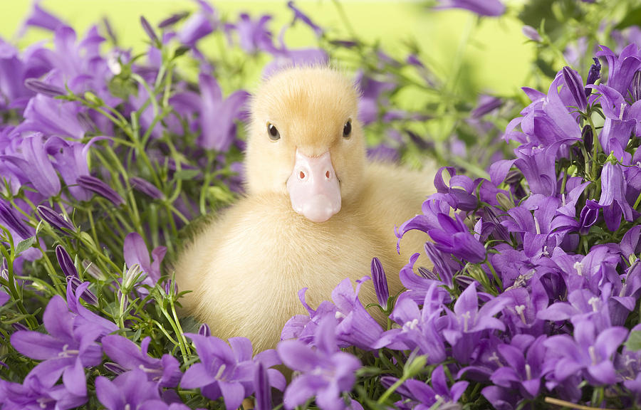 Spring Photograph - Duckling In Flowers by Jean-Michel Labat