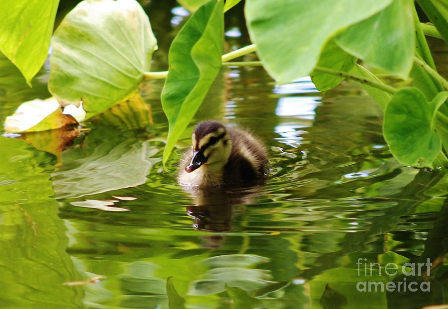 Duckling Photograph - Duckling in Green by Craig Wood