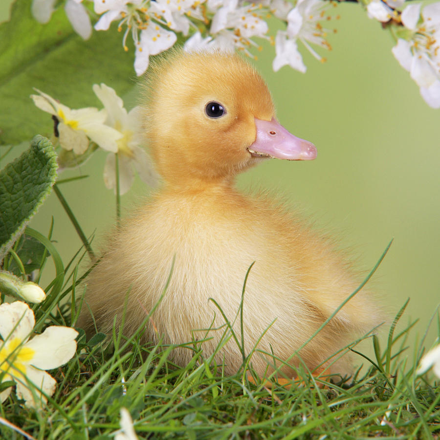 Spring Photograph - Duckling In Spring by John Daniels