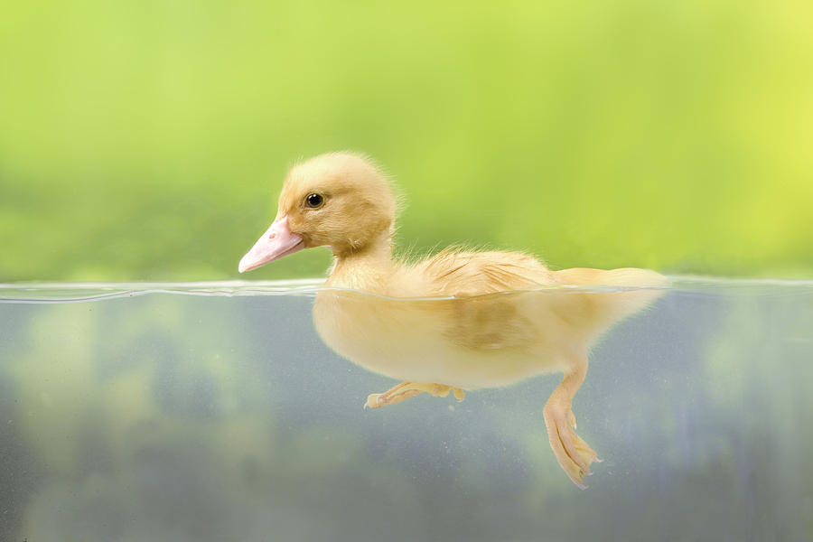 Animal Photograph - Duckling In Water by Jean-Michel Labat