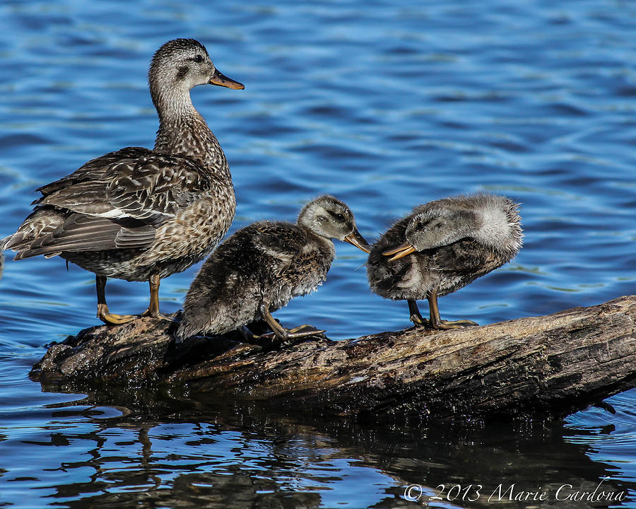 Wildlife Photograph - Duckling Rivalry by Marie  Cardona