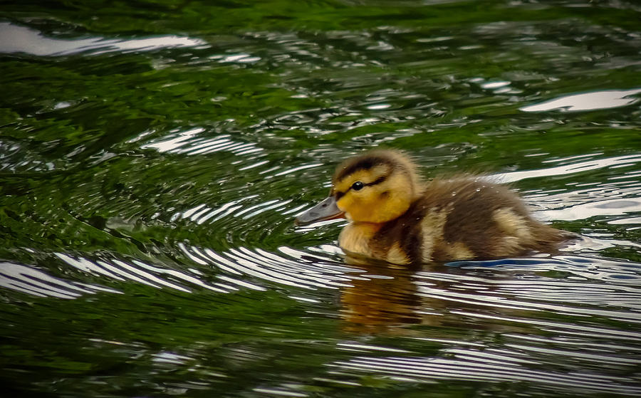 Nature Photograph - Duckling by Robert Mitchell