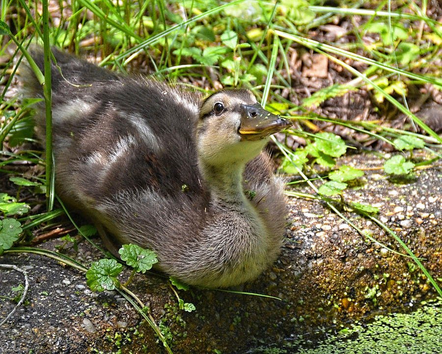 Duckling Photograph by Ronda Ryan