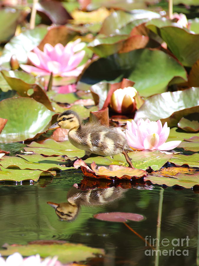 Duckling running over the Water Lilies 2 Photograph by Amanda Mohler