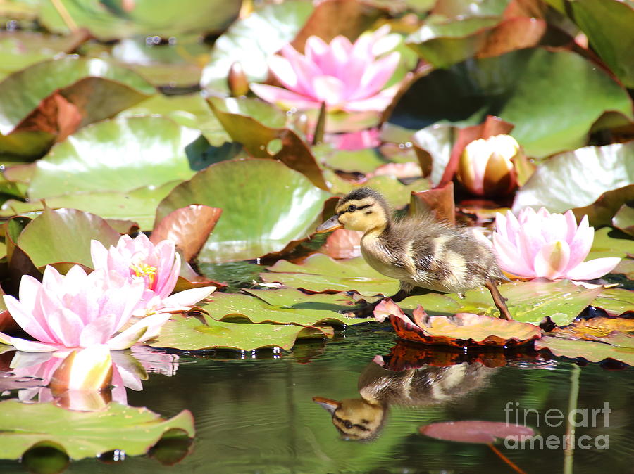 Duckling running over the Water Lilies Photograph by Amanda Mohler