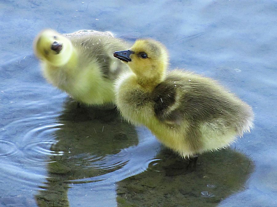 Duckling Shaking Excess Water Photograph by Francois Dion - Fine Art ...