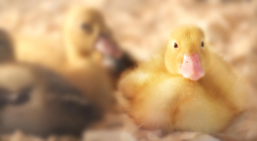 Duckling Photograph by Shelley Neff
