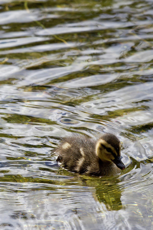Duckling Photograph by Taken By Brittany Rempe.