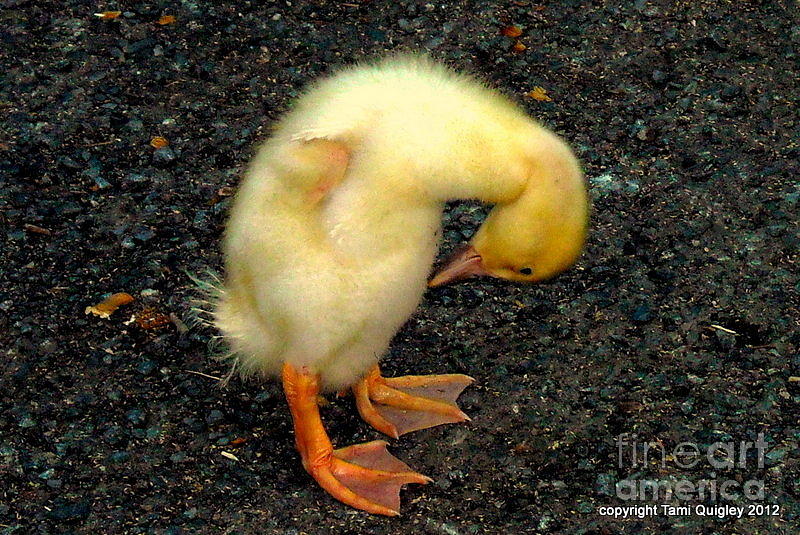 Wildlife Photograph - Duckling Takes A Bow by Tami Quigley