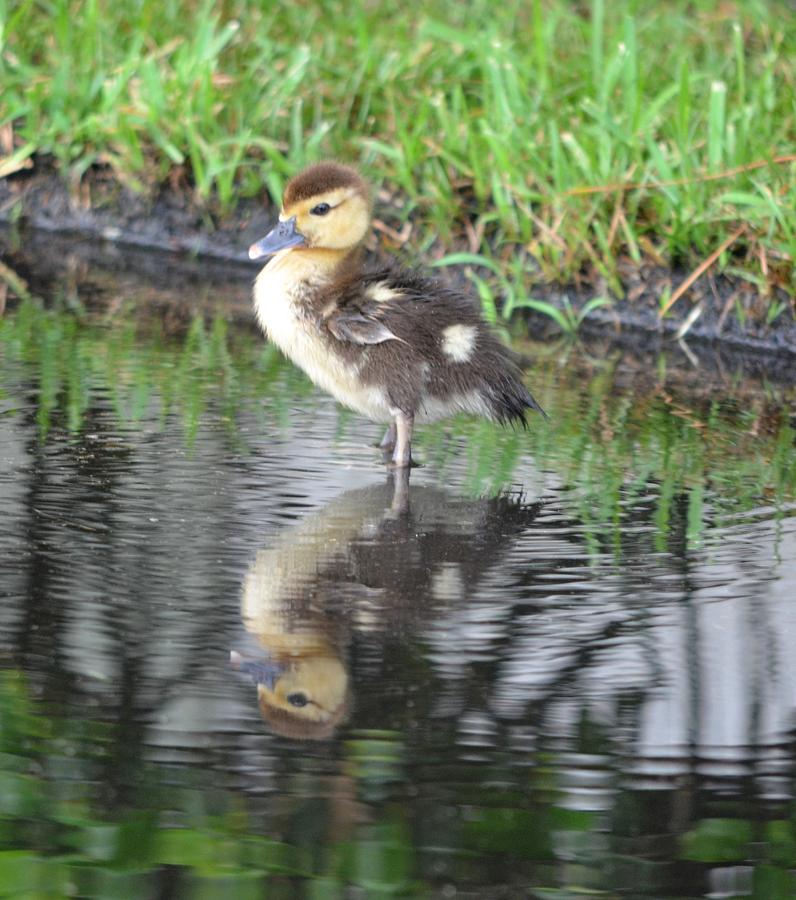 Duckling with Reflection Photograph by Richard Bryce and Family