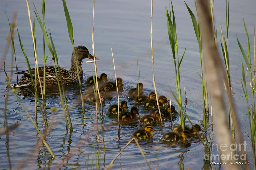 Ducklings And Mom Photograph