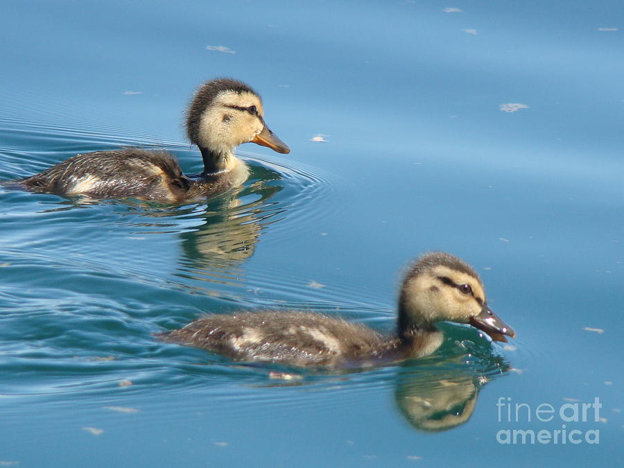 Baby Mallard Ducks Photograph - Ducklings by Beverly Guilliams