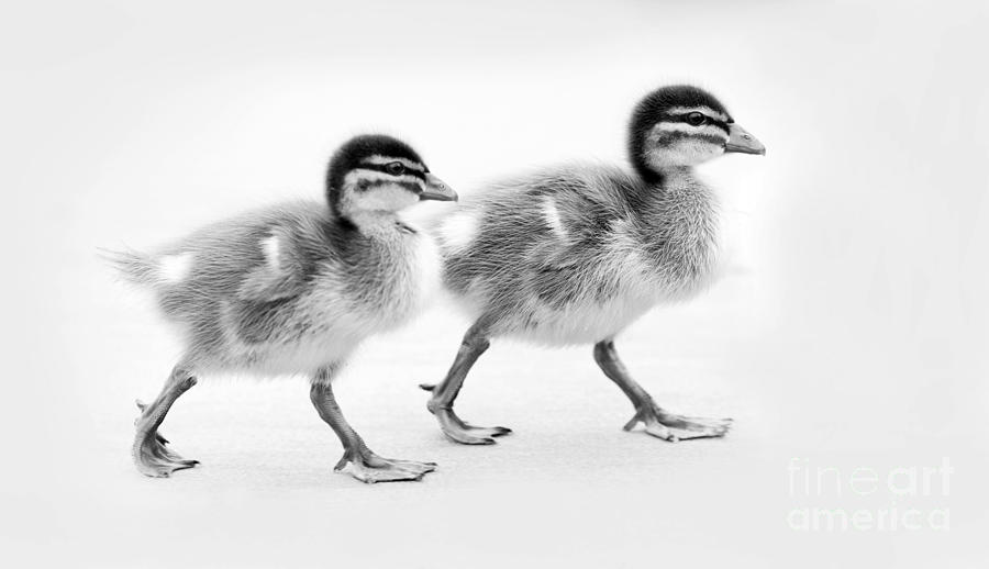 Ducklings Black And White Photograph