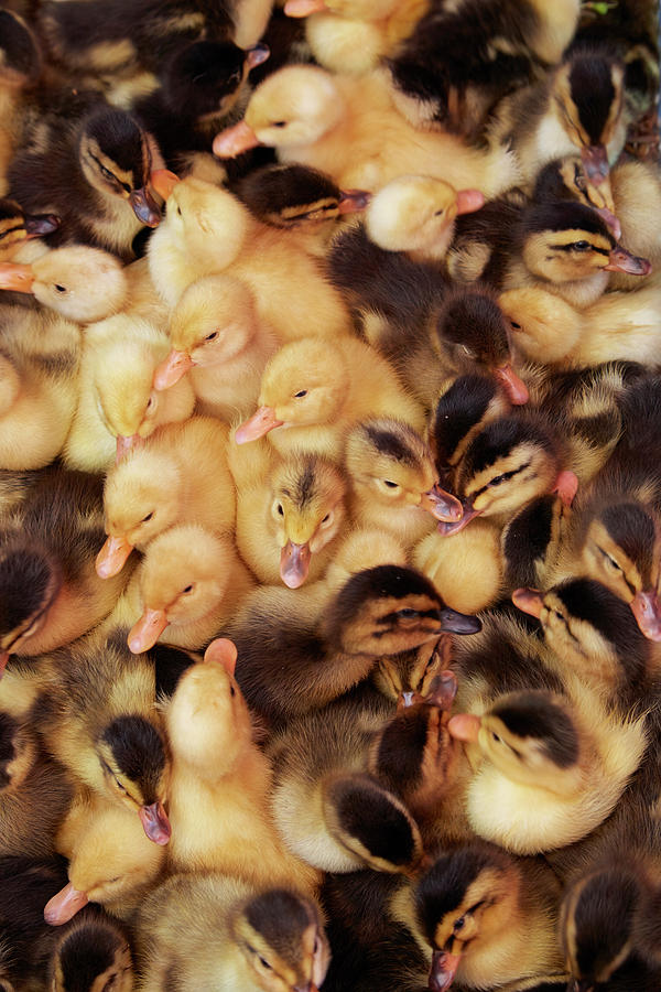 Duck Photograph - Ducklings, Can Duoc Market, Long An by David Wall