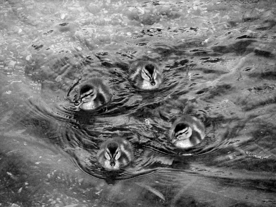 Ducklings In Black And White Photograph