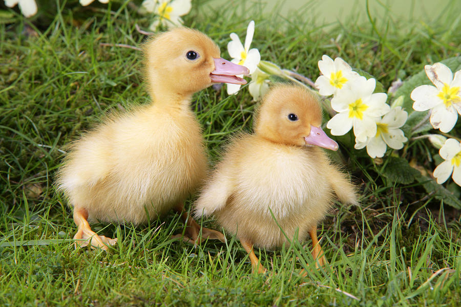 Ducklings In Spring Photograph by John Daniels