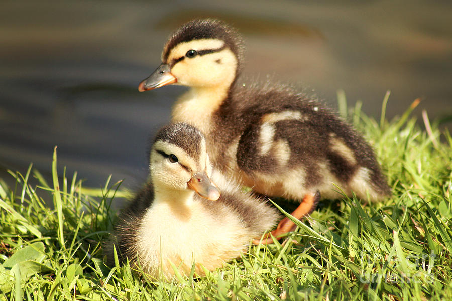 Ducklings Photograph by Jennifer Roda - Fine Art America