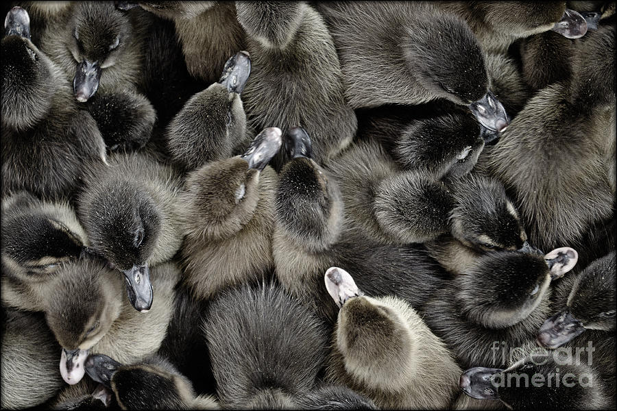 Ducklings Photograph by Michael Arend
