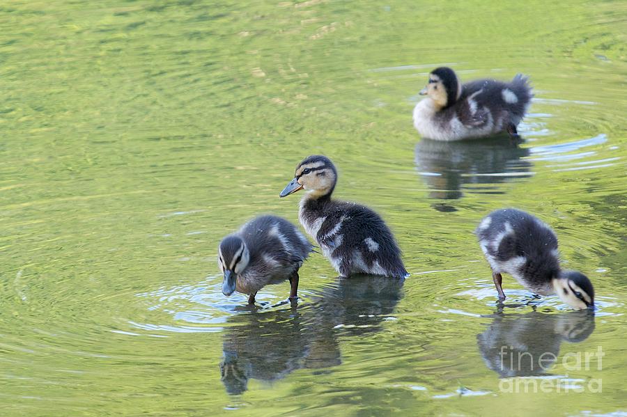 Ducklings by Miguel Celis Ducklings by Miguel Celis