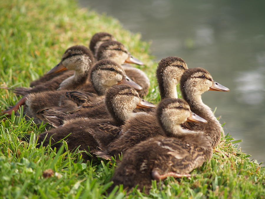 Ducklings Photograph by Robert Engelbrecht - Fine Art America