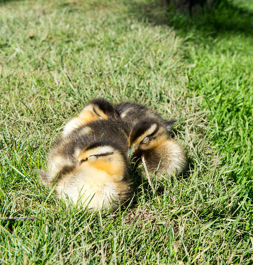 Ducklings Photograph by Roy Pedersen