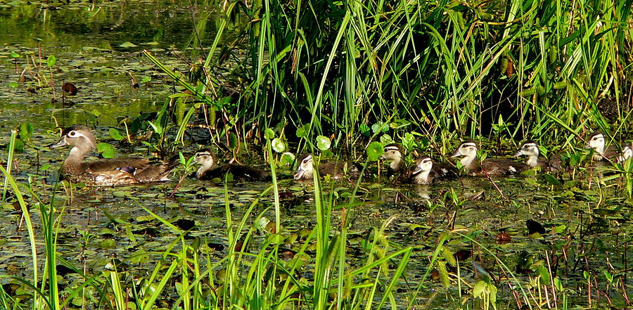 Ducklings Tour the Swamp Photograph by Kimo Fernandez