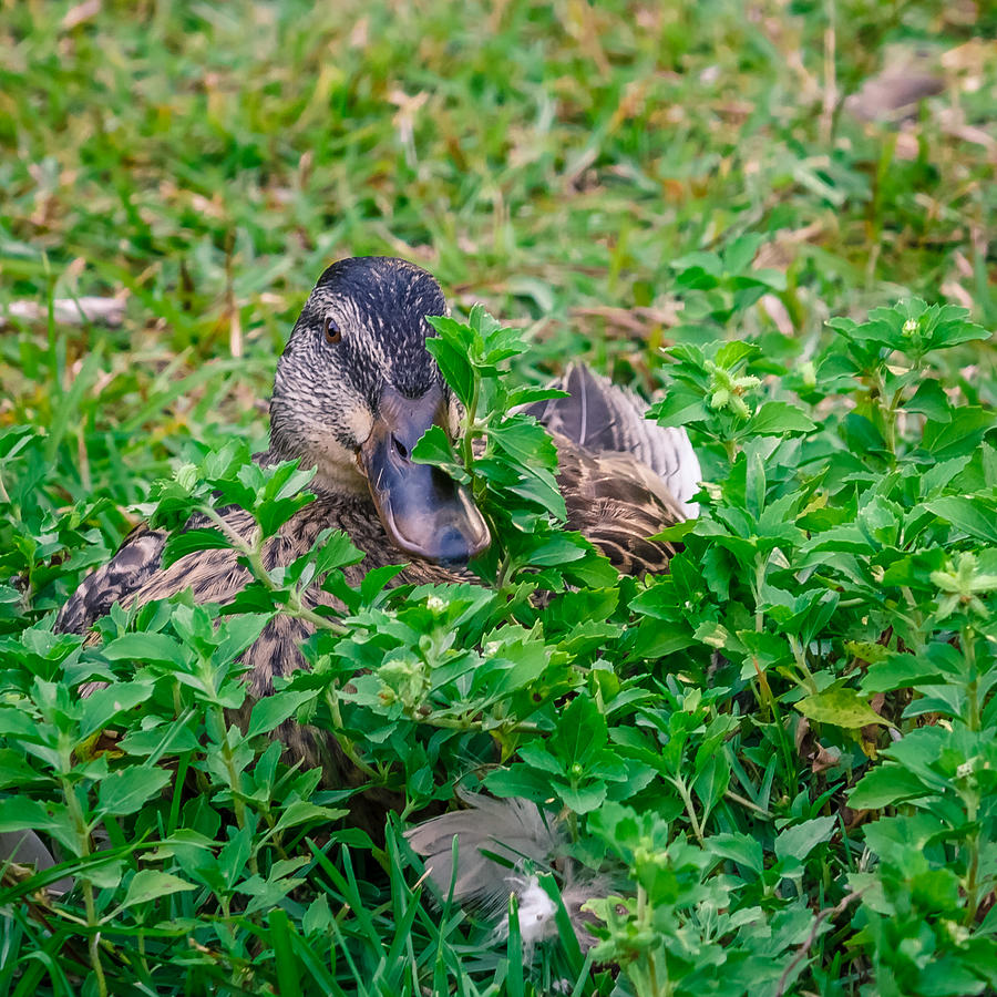 Duckouflage Photograph