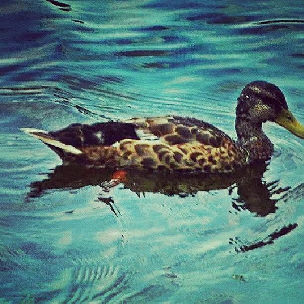 Nature Photograph - #duck#pond#water#nature# by Aaron Eckersley