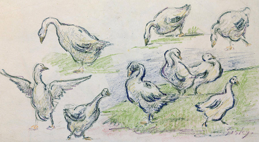 Alfred Sisley Drawing - Ducks by Alfred Sisley