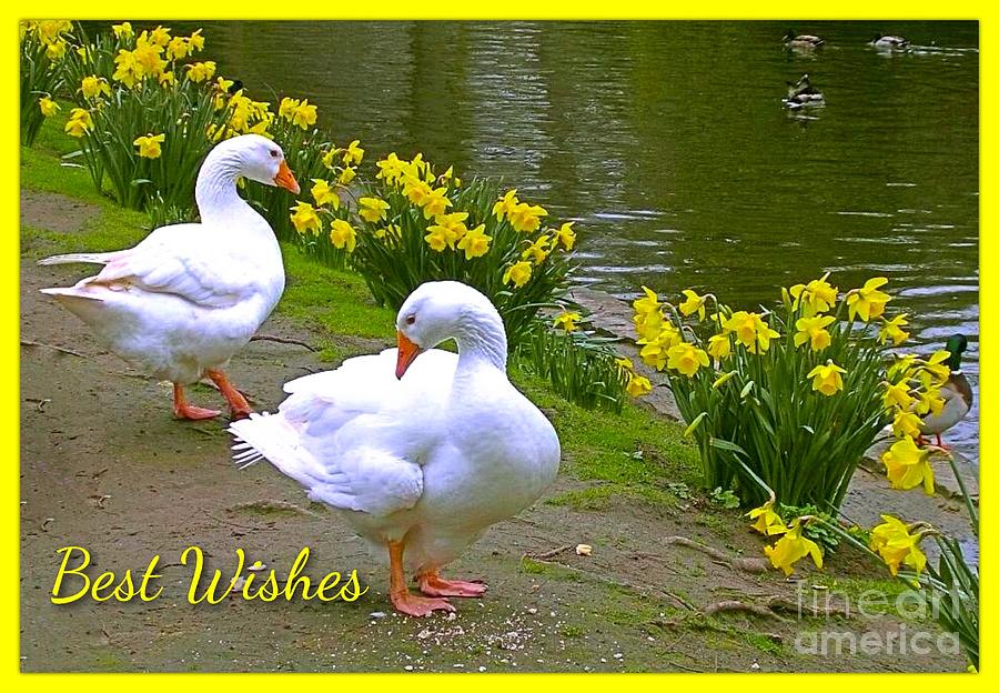 Ducks and Daffodils Greeting Photograph by Joan-Violet Stretch