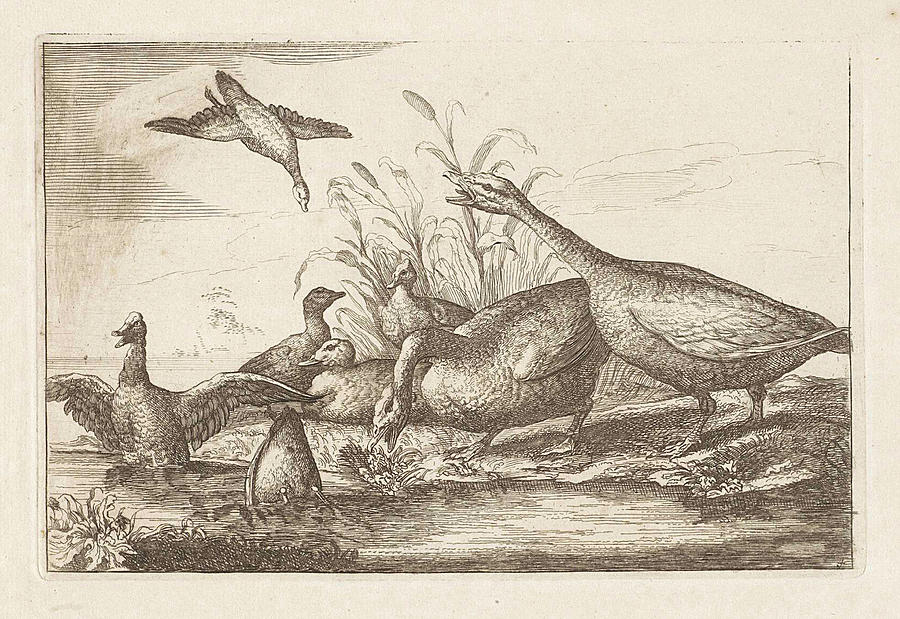Francis Barlow Drawing - Ducks And Geese, Francis Barlow, Pieter Schenk by Francis Barlow And Pieter Schenk (i)