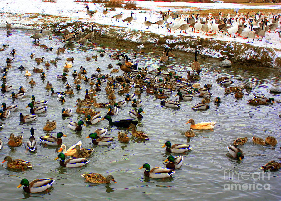 Ducks and Geese on Winter Pond Photograph by Carol Groenen