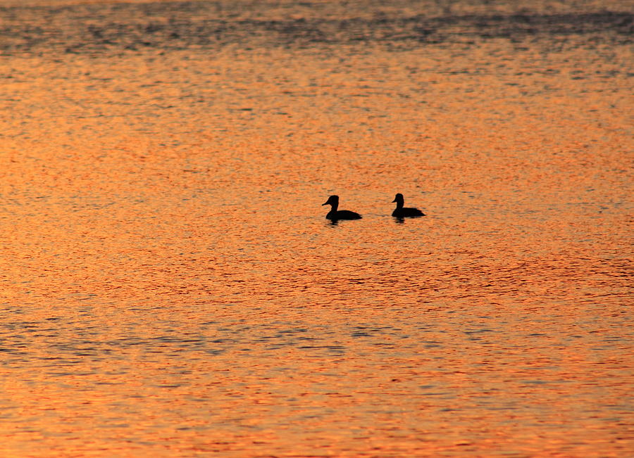 Ducks and Sunset Reflection Photograph by John Burk