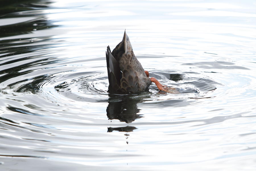 Ducks Ass Photograph by Dennis Wilson