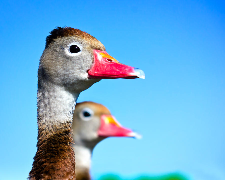 Ducks At Attention Photograph by Mark Andrew Thomas