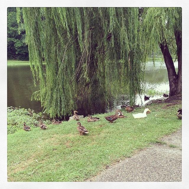 Ducks At Dobbs Park. We Got Pretty Photograph by Tia Stinnett