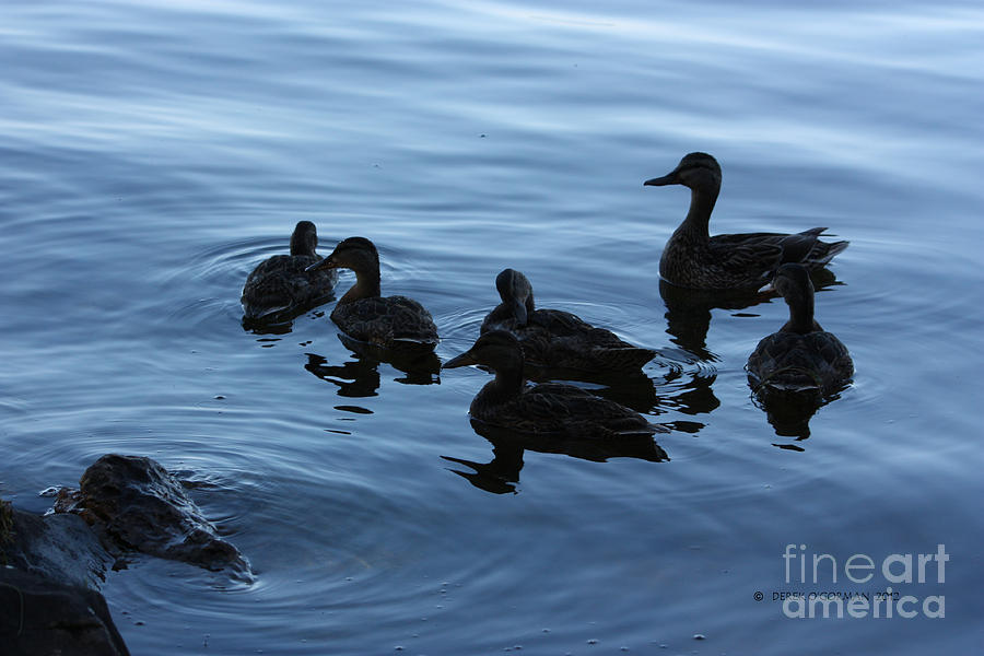 Ducks at Dusk Photograph by Derek OGorman