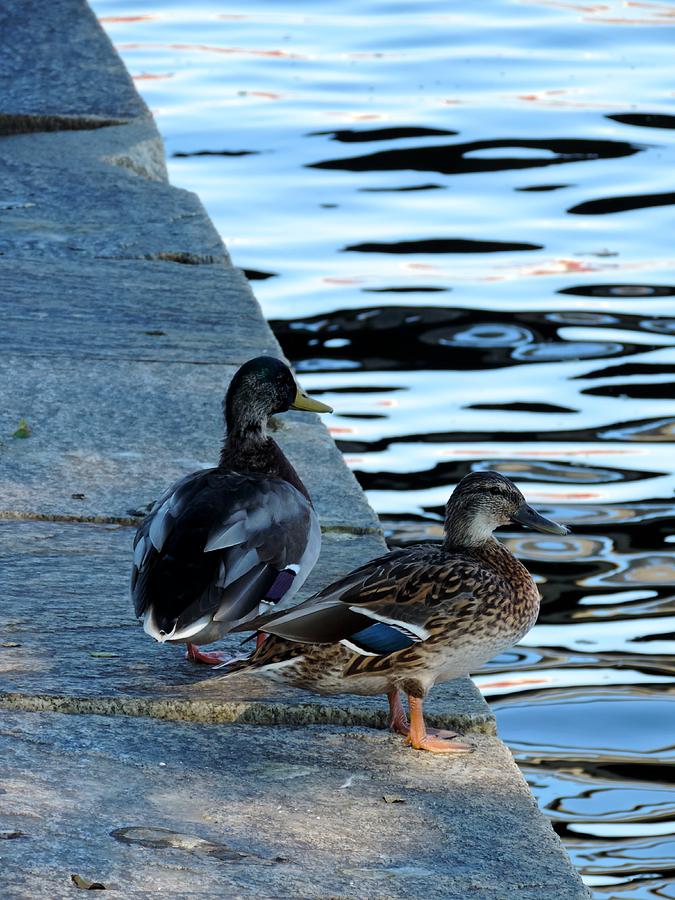 Ducks At Fort Mchenry Photograph