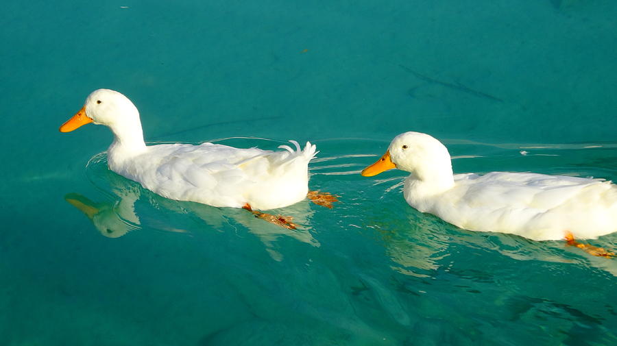Ducks at Pamukkale Photograph by Alan Lakin