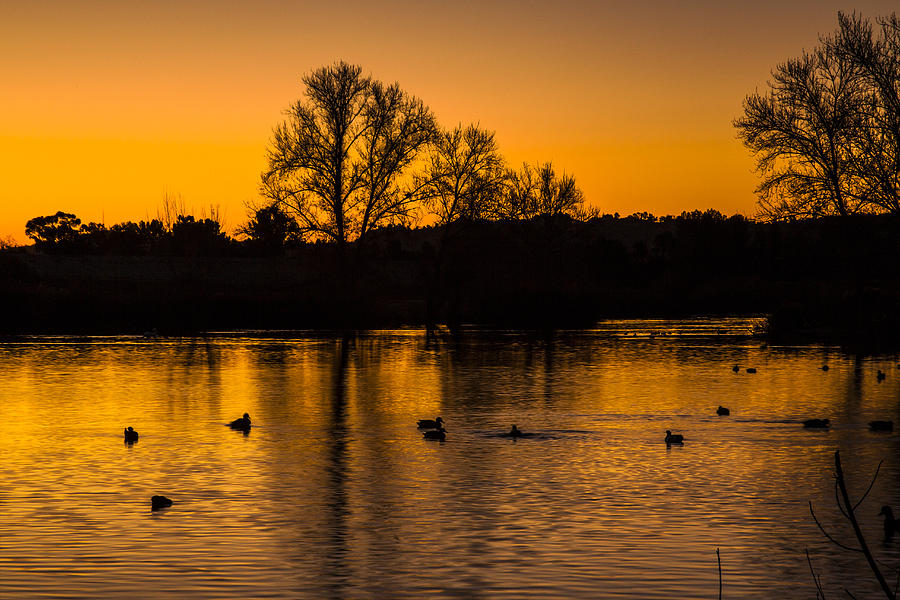 Ducks at Sunrise on Golden Lake Nature Fine Photography Print  Photograph by Jerry Cowart
