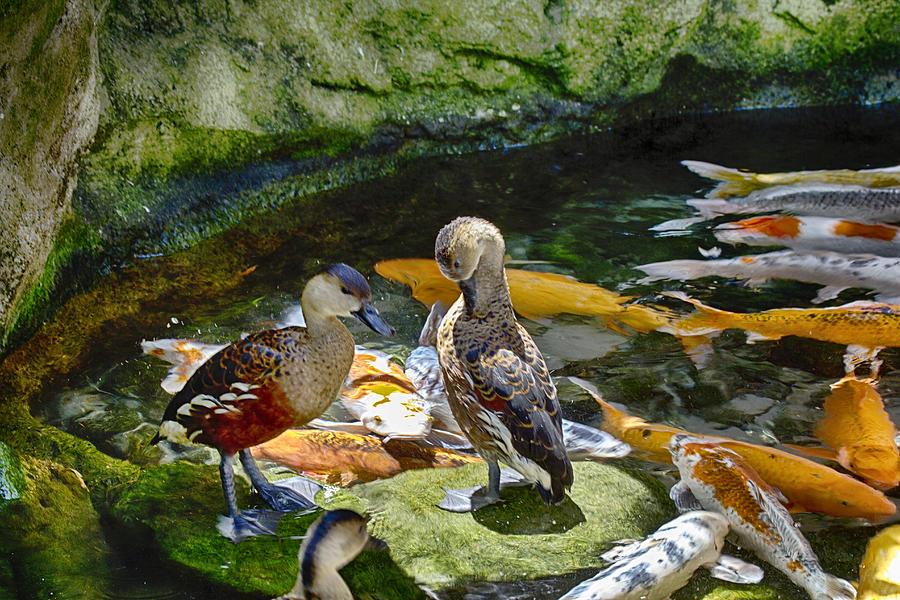 Ducks at the Koi Pond Photograph by Douglas Barnard