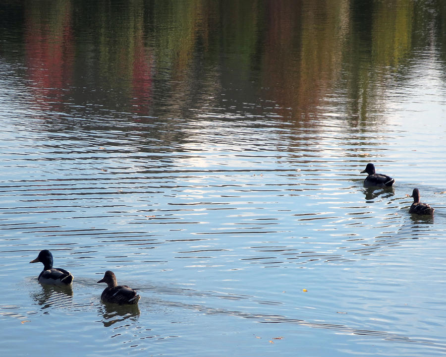 Bird Mixed Media - Ducks birds swim water pond lake serenity photography Oakville Ontario Canada by Navin Joshi