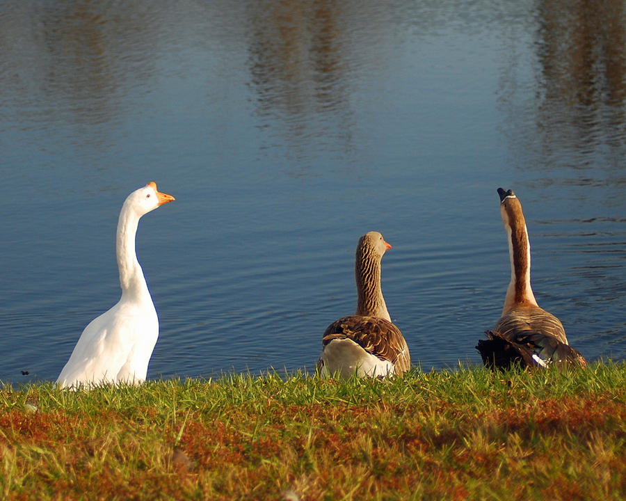 Geese By The Water Photograph by Diane Bell