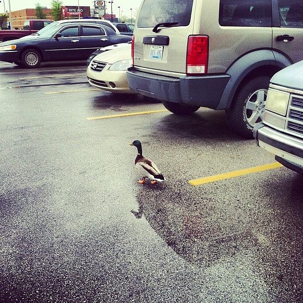 Ducks Chillin In The Parking Lot At Photograph by Clifford Madden