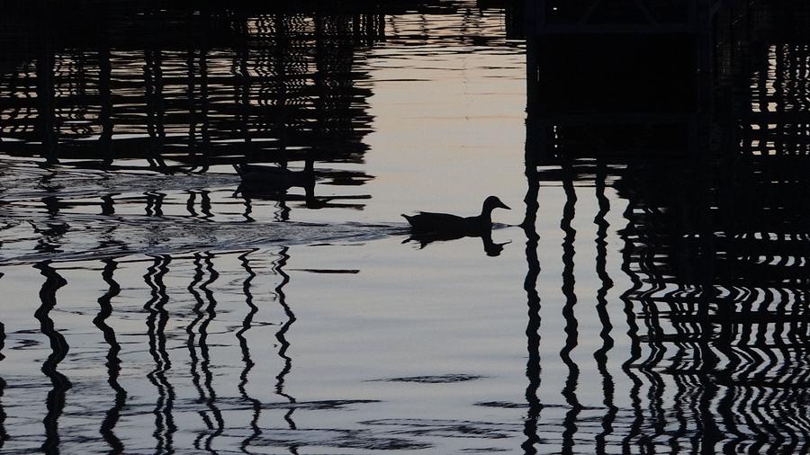 Ducks Coming into the Dock at Sunset Photograph by Carol Berning