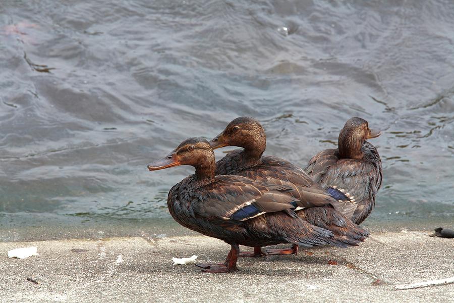 ducks oil sands ducks oil sands