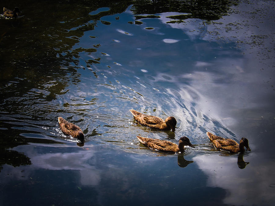 Ducks Day Out Photograph by David Jones - Fine Art America