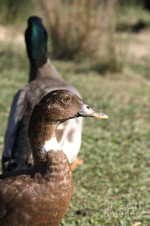 Ducks Day Out Photograph by Joy Watson