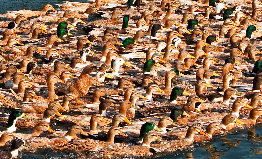 Ducks Photograph by Dennis Cox